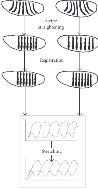 Figure 4 summarizes the three steps of image processingwhich follow the scaling: stripe straightening, stripe regis-tration, and expression surface stretching