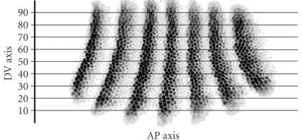 Figure 6: Scheme of image stripping for cost function calculation.