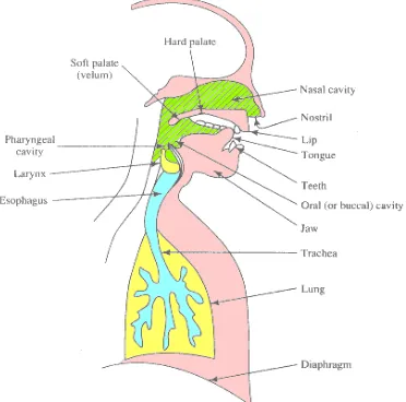 Figure 2.1 Schematic view of human speech production mechanism. 