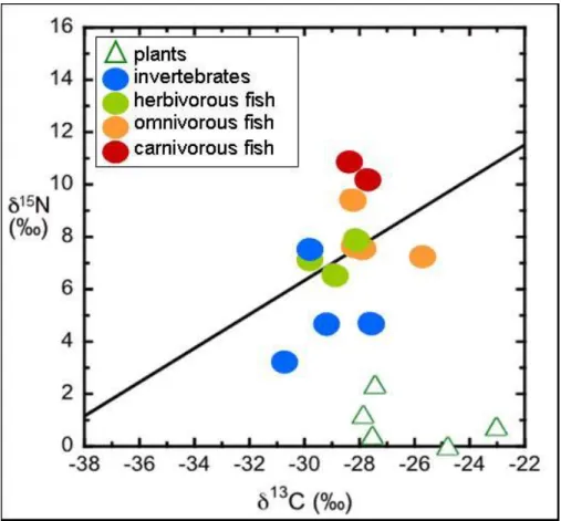 Figure 1.1. An example of trophic relationships among plants and categories of animals  as illustrated by stable isotopes of carbon and nitrogen