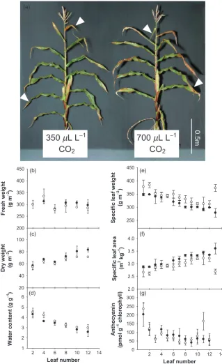 Figure 1. A comparison of the morphologies of 8-week-old maize plants grown under either ambient COwith COweight (c) values were used to calculate tissue water content (d)