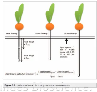 Figure 5. experimental set up for root growth rate measurements.