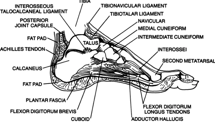 Figure 5. Midsagittal Section of the Foot [9]. 