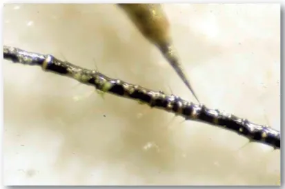 Figure 6. (structure of a) Cross-section of antennal sensillum. V, volatile molecule; BP, binding protein; R, receptor