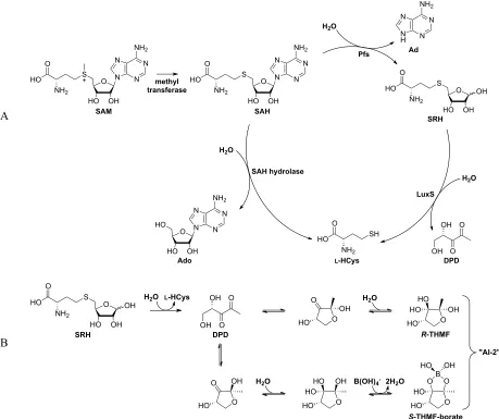 Figure 2. Biosynthetic production of AI-2 (A) Detoxification pathway of the AMC proceeds in one of two variations