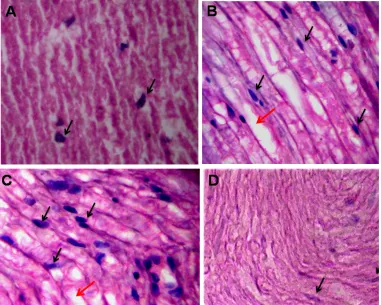Figure 5: Histopathological evaluation of sciatic nerve of type 2 diabetic animals. A) Control animals showed the normal  arrangement of fibers