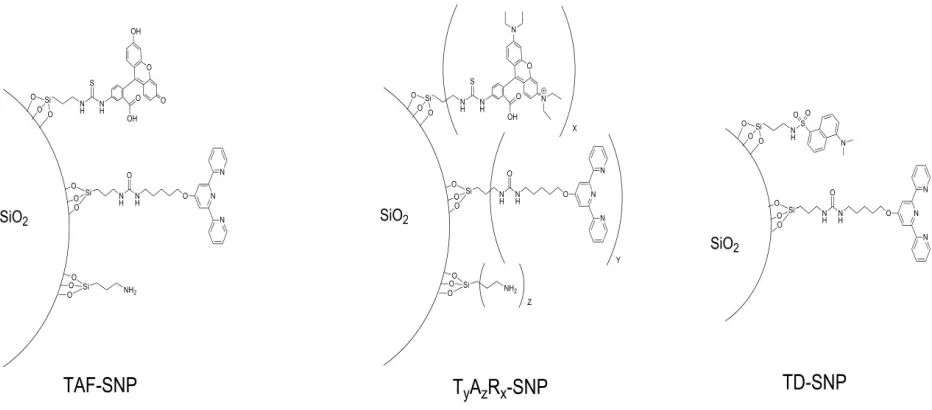 Figure 3- 1 Schematic representations of DDSNP surfaces for TD-SNP, TAF-SNP, and TyAzRx-SNP  