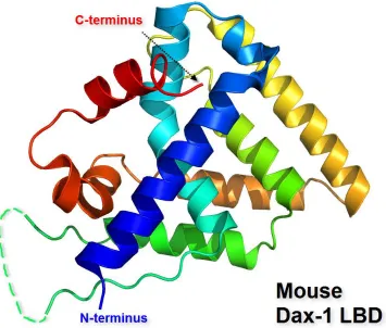 Figure 1-2. X-Ray crystallography illustration of mouse Dax-1 ligand binding domain.  Structure is based on the available image of Dax-1 in complex with LRH-1 (Fletterick Group, pdb file 3F5C)
