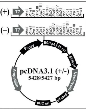 Figure 2-1. pcDNA3.1 vector (Life Technologies) utilized in transient 