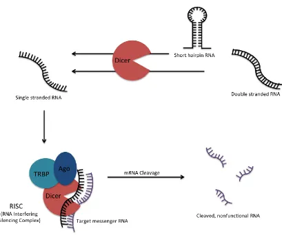 Figure 2-2.  RNA interference mechanism. Starting materials range from short-hairpin RNA (shRNA) or double stranded RNA (dsRNA) that is then matured into a simplified form of single stranded RNA, or initially short interfering RNA (siRNA) that is already s