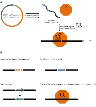 Figure 2-3. CRISPR-Cas9 knock-down mechanism. A. A complete CRISPR-Cas9 plasmid includes a sequence for the Cas9 endonuclease, an inserted guide sequence, and selection genes