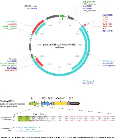 Figure 2-4. Structure summary of the CRISPR-Cas9 optimized plasmid pX459.  A. Overall pX459 structure provided by Addgene