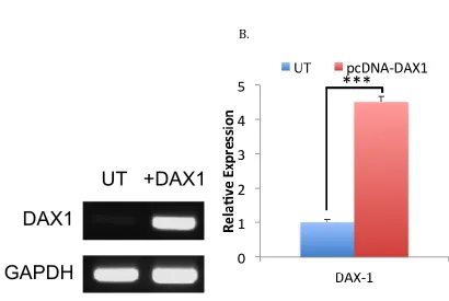 Figure 2-7. Introduction of DAX-1 expression in MCF7 cells by transient transfection with pCDNA DAX-1