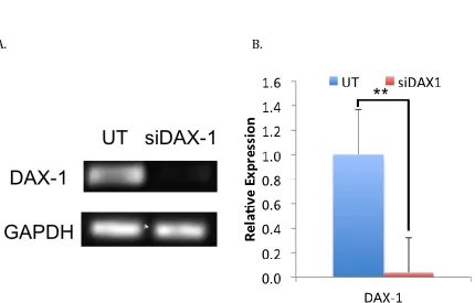 Figure 2-8. siRNA DAX-1 knock-down in MCF10A. A. Agarose gel electrophoresis of PCR samples comparing DAX-1 amounts in untreated and transfected samples (GAPDH is shown as a positive control)