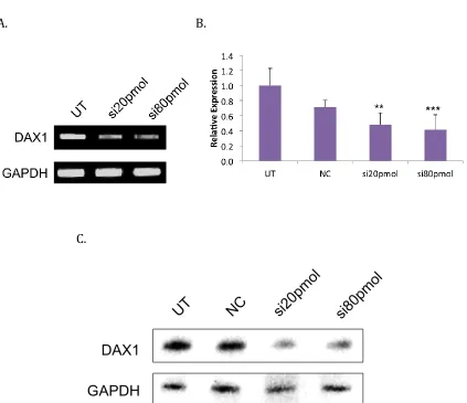 Figure 2-9. siRNA Dax-1 knock-down in mESC. A. Agarose gel electrophoresis of PCR samples comparing Dax-1 amounts in untreated and transfected samples (GAPDH is shown as a positive control)