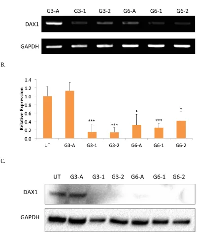 Figure 2-11. CRISPR Dax-1 knock-down in mESC. A. Agarose gel of PCR samples comparing Dax-1 amounts in untreated and treated G3 and G6 samples (guide targets illustrated in Figure 2-5 and 2-6) with GAPDH as a positive control, B