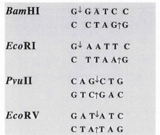 Figure 1.1 DNA recognition sequences of EcoRl, EcoRV, BarnHl and P