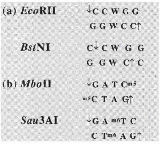 Figure 1.2 Class 11 isoschizomers