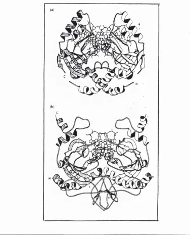 Figure 1.7 Structures of PvmII and EcoRV
