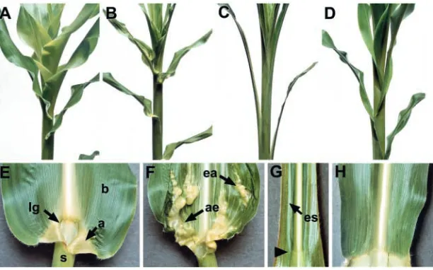 Fig. 1. Leaf and whole plant phenotypes 8 weeksafter planting. (A) Wild-type, (B) Wab1, (C) lg1-R;Wab1 and (D) lg1-R plants