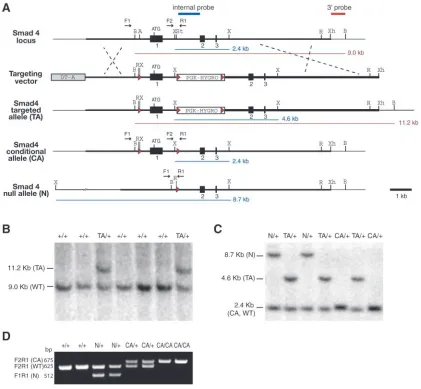Fig. 1. Generation of yields 9 kb wild-type (WT) and 11.2 kb targeted (TA) alleles. (C) X, Targeted clones were identiﬁed using a 3Smad4CA and Smad4N alleles