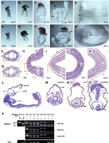 Fig. 3. Loss of Smad4 from the epiblastdisrupts midline formation but does not
