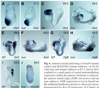 Fig. 5. Deﬁnitive endoderm is notformed in Smad4 mutant embryos.