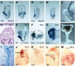 Fig. 7. Several Bmp-dependent developmentalembryos. Speciﬁcation of the heart ﬁeld in control(A) and mutant (B) E7.5 embryos as demonstratedby the cardiac marker magniﬁcation of mutant shown in G)