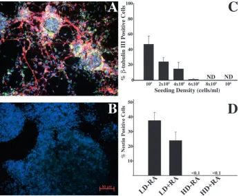 Fig. 2. Neural differentiation of ES cells isseeding density; (C) quantiﬁcation ofneuronal differentiation at different seedingdensities (ND, none detected; error bars ares.d.)