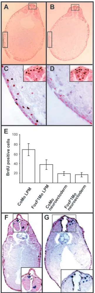 Fig. 5. A lower rate of lateral plate mesoderm proliferation in sections derived from 5 control embryos and 20 sections from 11FoxF1numbers of BrdU-positive nuclei in the lateral plate mesoderm andneuroectoderm of CoMo- and difference in proliferation rate