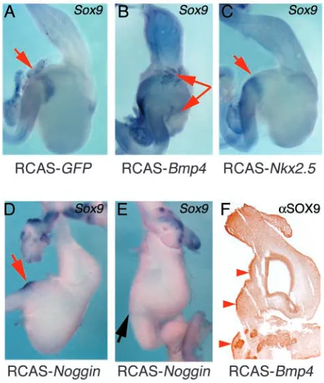 Fig. 5. GFPmisexpressing stomachs (D,E) and not affected in GFP-pyloric sphincter area