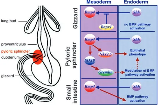 Fig. 8. Model of the molecular pathways and their potential interactionsinvolved during the development of the pyloric sphincter