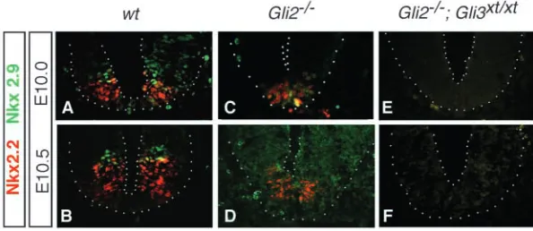 Fig. 2. Complete absence of V3 interneurons inand only a few Nkx2.9 cells could be detected at E10(C) but not at E10.5 (D)