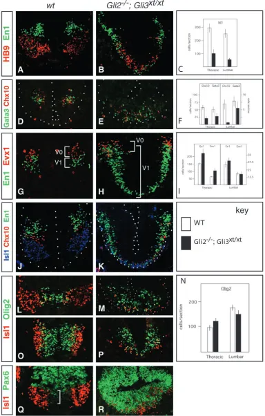 Fig. 3. MNs, V2 and V1 cells aregenerated in the ventral spinal