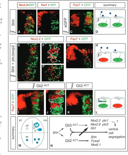 Fig. 7. Activation of the Shhpathway in dorsal progenitors