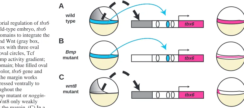 Fig. 8. Model for the combinatorial regulation of tbx6by Bmp and Wnt. (A) In the wild-type embryo, tbx6