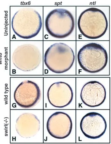 Fig. 2. Regulation of tbx6 by Wnt and Bmp. (A-H) Lateral viewswith the animal pole to the top