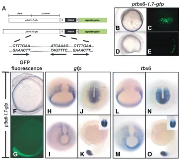 Fig. 3. tbx6-gfp reporter constructs arecorrectly expressed in zebraﬁsh