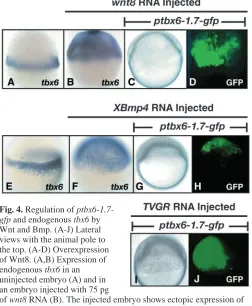 Fig. 4. Regulation of ptbx6-1.7-gfp and endogenous tbx6 by