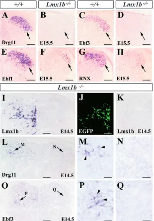 Fig. 3. Expression of laminae I-II markers and rescuewith Lmx1bof Drg11 and Ebf3 expression by forced expression of in the dorsal horn of Lmx1b–/– embryos.(A,B) Drg11 expression in the dorsal horn of wild-type (A, arrow) and Lmx1b–/– (B, arrow) embryos.(C,