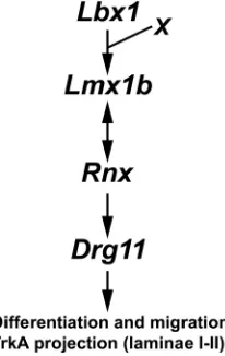 Fig. 9. Schematic diagram summarizing the transcriptional cascadethat controls the development of laminae I-II circuitry
