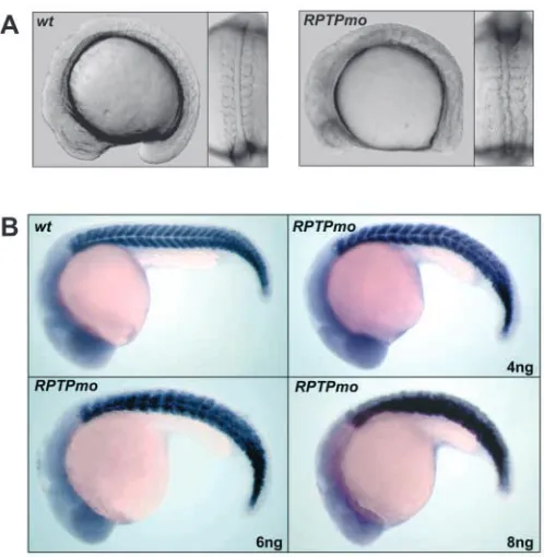Fig. 4. Paraxial mesoderm speciﬁcation and maturation is unaffectedexpression of markers for paraxial mesoderm formation (sptin RPTPmo embryos