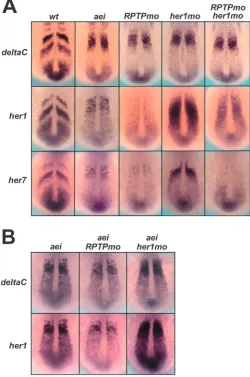 Fig. 8). This phenotype is characteristic of a failure ofconvergent extension, a process of cell polarisation andintercalation that leads to lengthening and narrowing of the