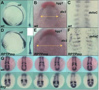 Fig. 8. Reduction of RPTPψ function affects convergent extension. RPTPmo embryos showshortening and broadening of the body axis (yellow arrows in B,E), a characteristic ofconvergent extension mutants