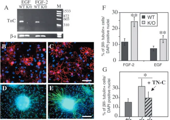 Fig. 7. (A) Tenascin C (TNC) gene expression in neurospheres from P0 wild-typeStudent’s (G) The addition of exogenous TNC to neurosphere cultures from TNC-deﬁcientanimals (–/–) reverses the increased neurogenesis to a level not signiﬁcantlydifferent from t