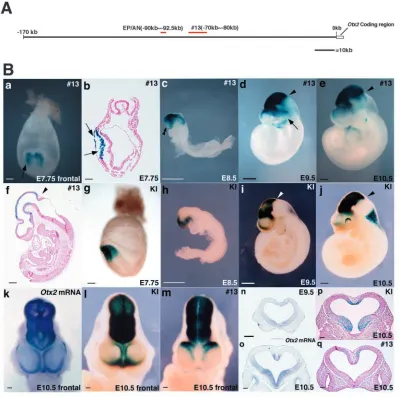 Fig. 1. Enhancer of Otx2expression in forebrain andmidbrain at 5′ upstream. (A)The location of the #13fragment that exhibited theenhancer activity inforebrain midbrain