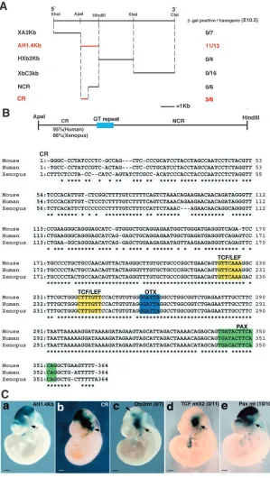 Fig. 2. Deletion analysis of FM enhancer. (A) Fineexpression in cephalic mesenchyme driven by the 1.8kb promoter