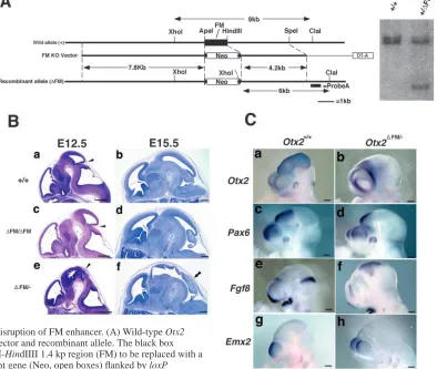 Fig. 3. Targeted disruption of FM enhancer. (A) Wild-type indicate genomic and vector-derived sequences, respectively