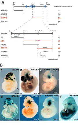 Fig. 5. Deletion analysis of FM2 enhancer. (A) Finemapping of the FM2 enhancer. Blue boxes indicate thedomains conserved between human and mousecharacterized by sequence identity exceeding 80% overmore than 100 bp