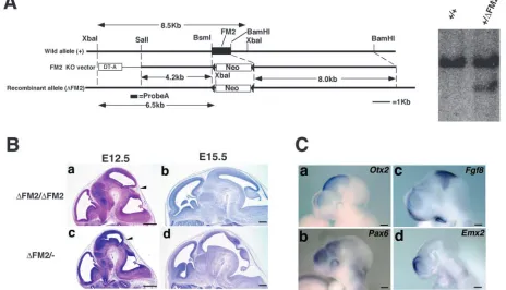 Fig. 6. Targeted disruption of FM2 enhancer. (A) Diagrammatic representation of wild-type of embryos)